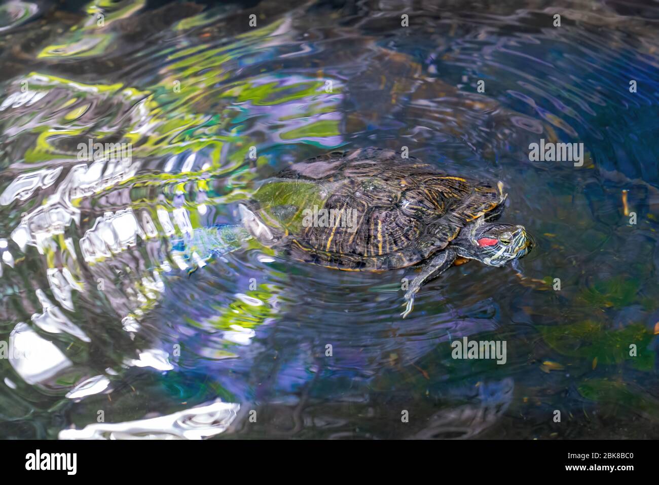 A red-cheeked turtle swims in the water Stock Photo