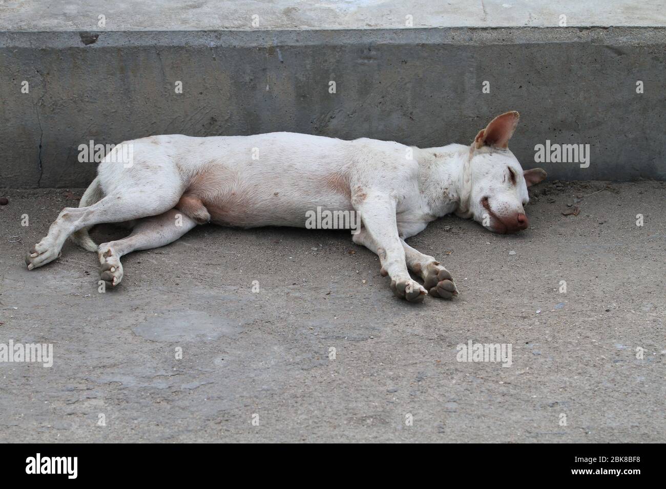 leprosy dog sleeping on concrete bridge Stock Photo Alamy