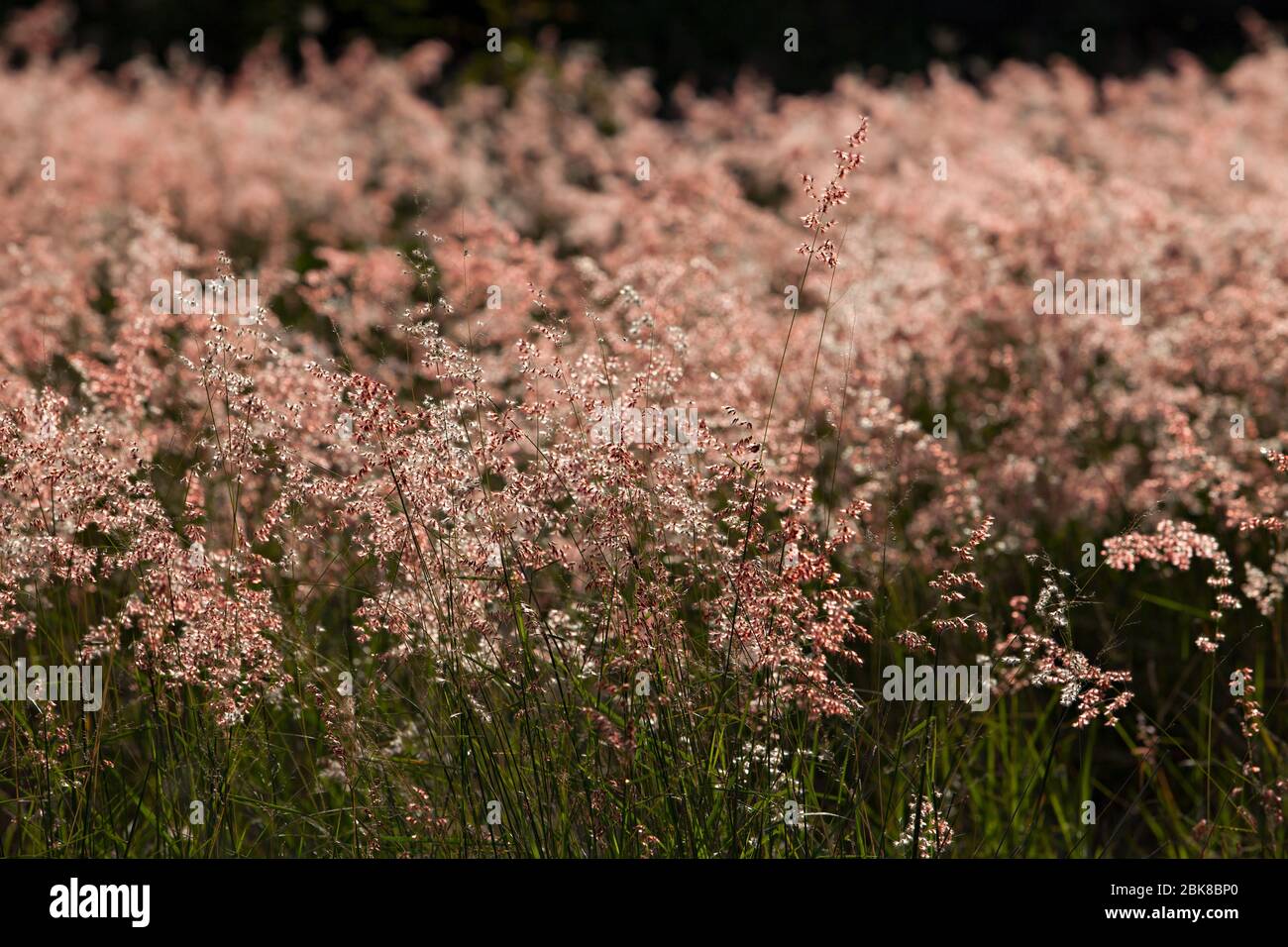 Close up of flowers in autumn of a tall grass species on sunset ...