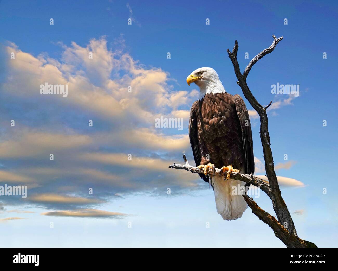Portrait of an American Bald Eagle, perched in a black walnut tree searching the landscape below for anything resembling dinner, along the John Day Ri Stock Photo