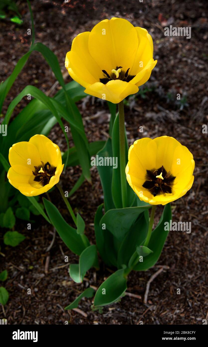 Tulips bloom in a spring flower bed in Santa Fe, Mexico USA Stock Photo