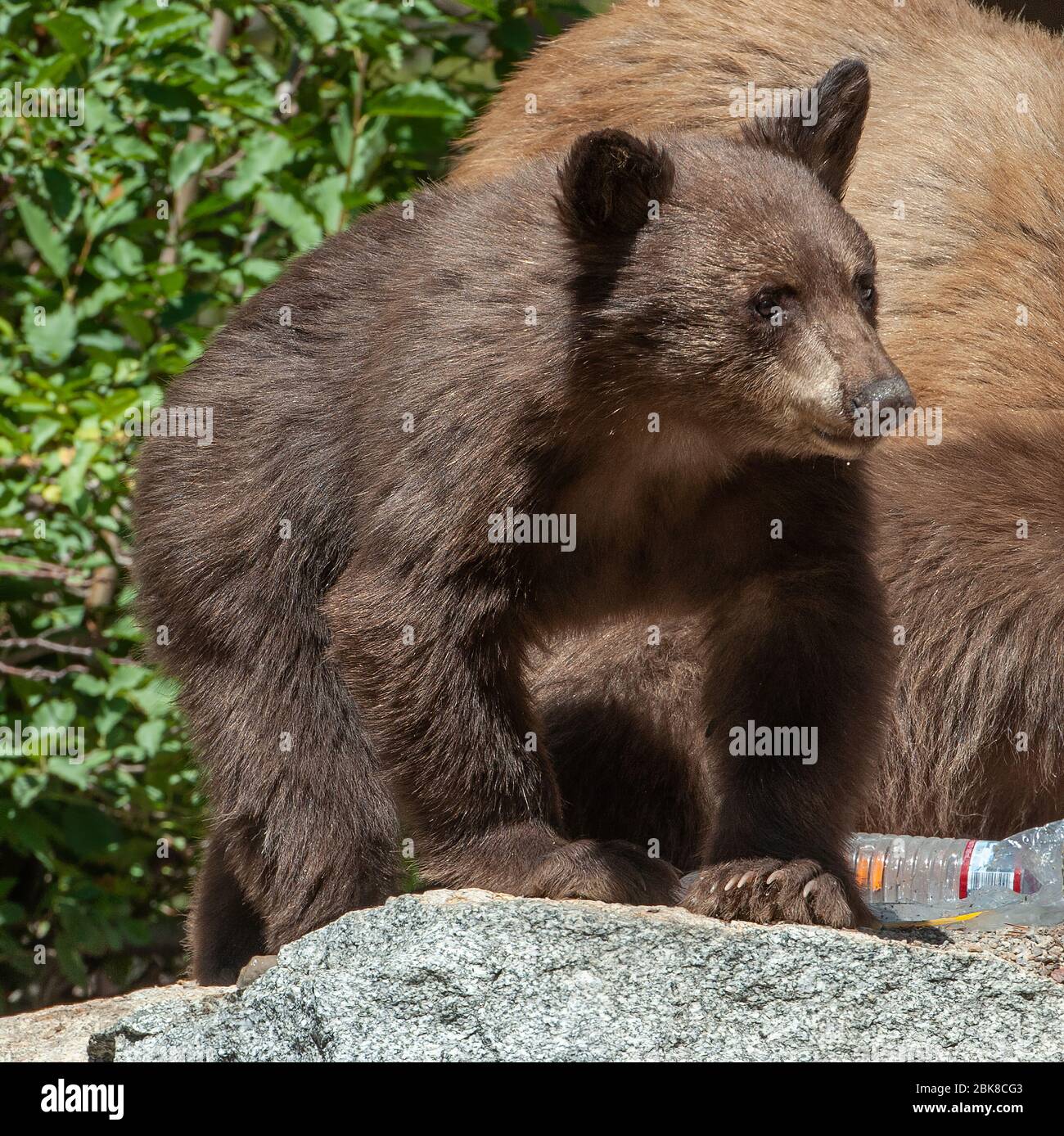 An American Black Bear cub is searching, for food and consume whatever food he can get from coolers, food bags or tables at a campsite in Lake George Stock Photo