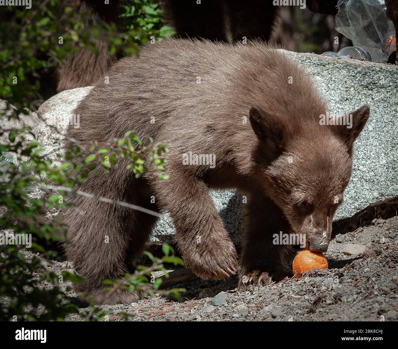 An American Black Bear cub is searching, for food and consume whatever food he can get from coolers, food bags or tables at a campsite in Lake George Stock Photo