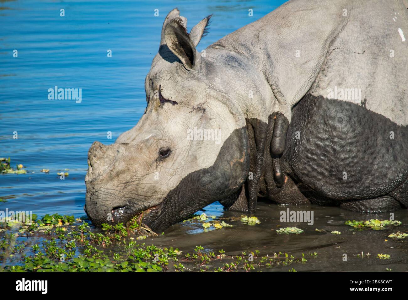 An Indian Rhino at Kaziranga National Park Stock Photo