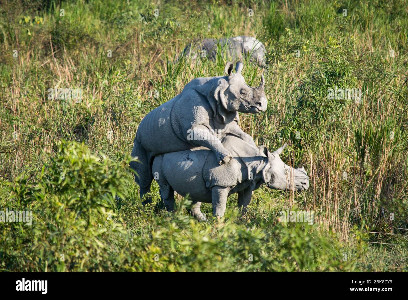 Two mating rhinos at Kaziranga National Park Stock Photo