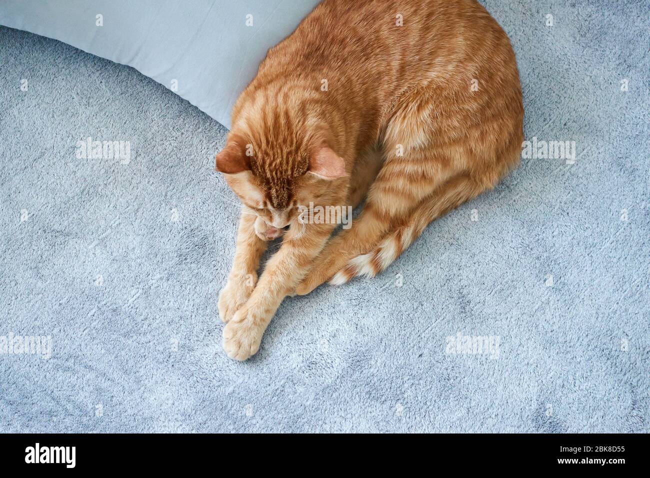 A cute lazy ginger tabby cat sleeps on a bed with gray blanket near the pillow. Unique relax or rest concept Stock Photo