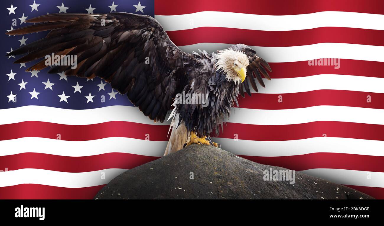 Bald Eagle With The American Flag High Resolution Stock Photography And Images Alamy