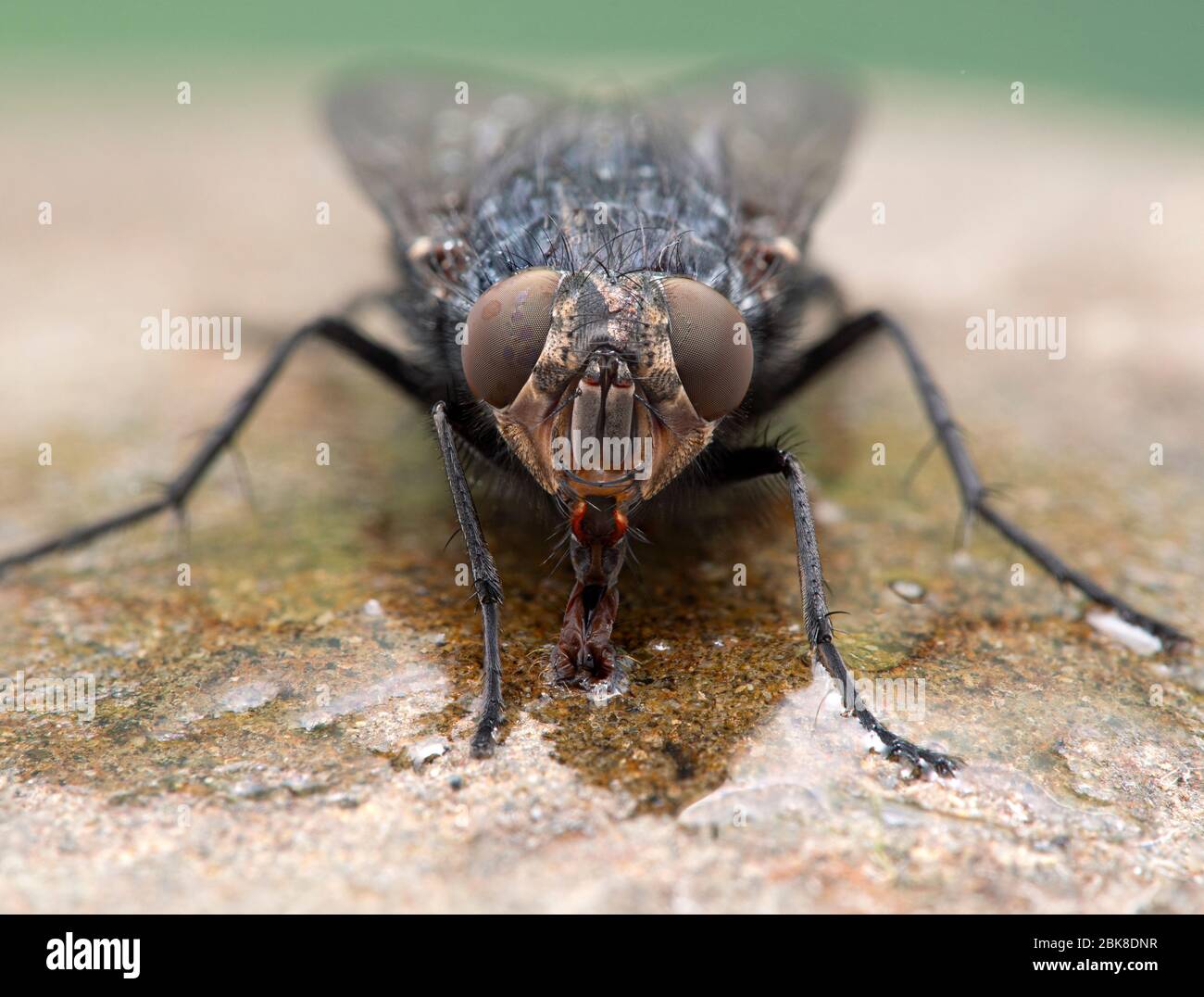 Blow flies corpse hi-res stock photography and images - Alamy