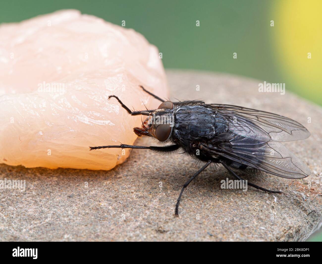 Common blowfly or bottle fly (Calliphora vicina) feeding on raw chicken. One of the most important fly species for forensic entomology. Photographed i Stock Photo