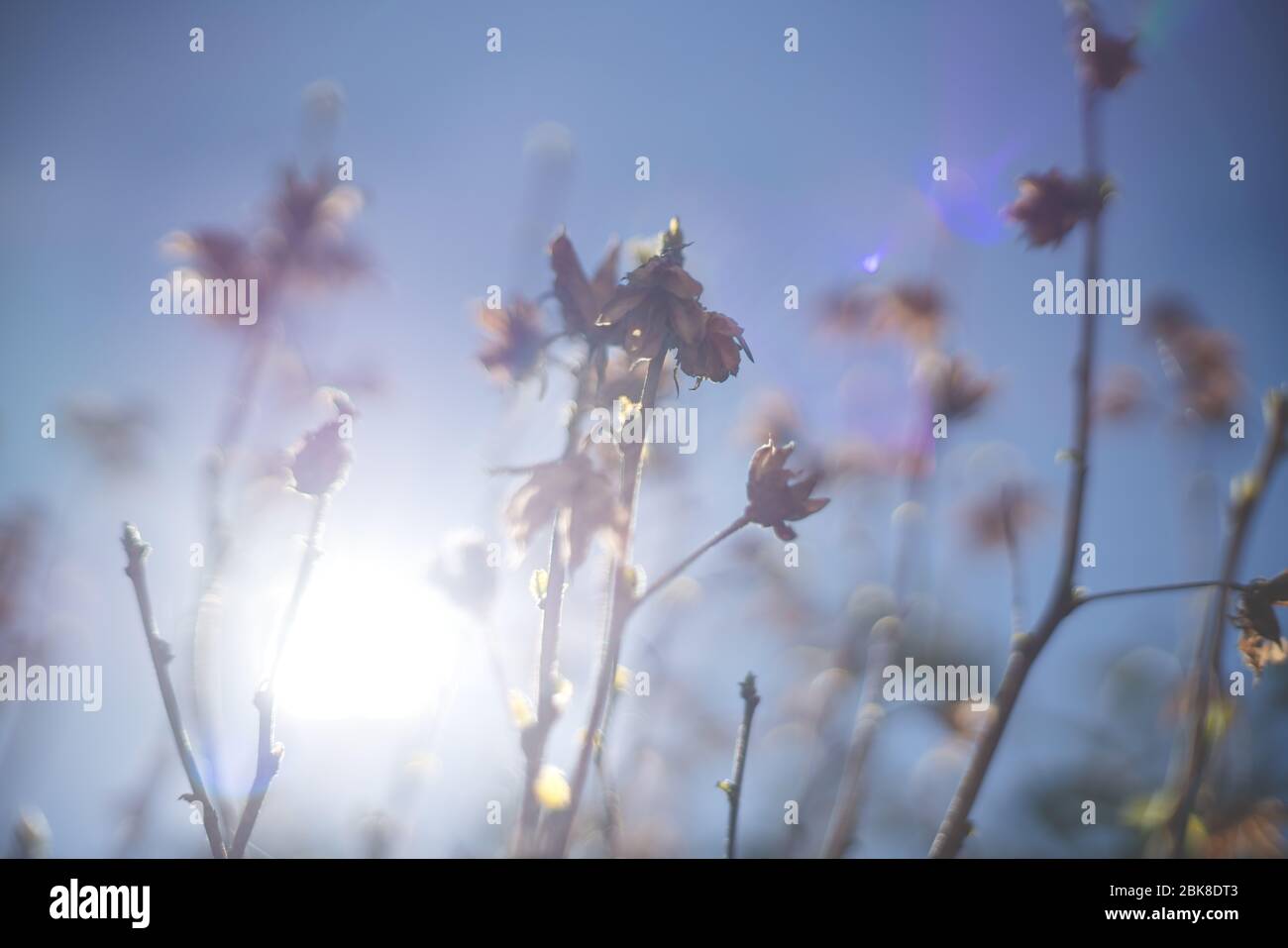 Blurred branches of bush on blue sky with sun backlight and bokeh during spring time Stock Photo
