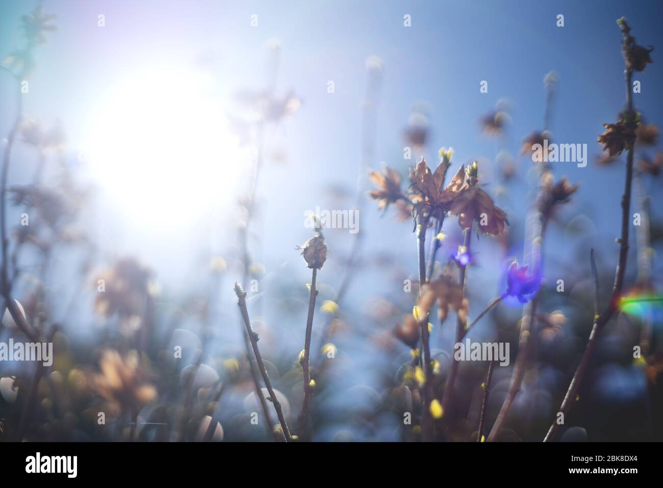 Blurred branches of bush with backlight, bokeh and lens flare during spring time Stock Photo
