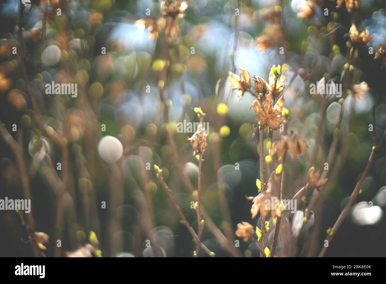 Blurred branches of bush with backlight and bokeh during spring time Stock Photo