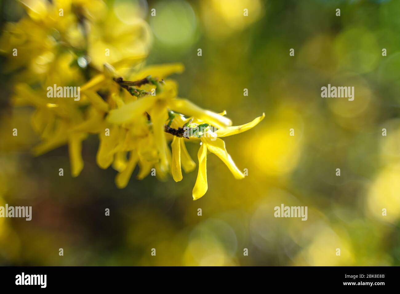 Yellow blossoms on blurred bush with backlight and bokeh during spring time Stock Photo