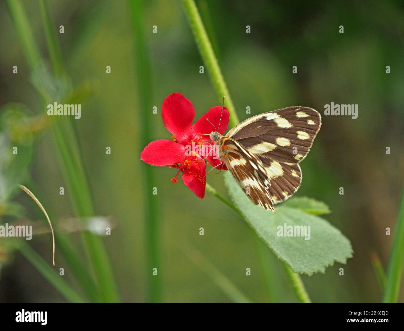 beautiful butterfly siping nectar from red flower with patterned black and white wings spread in Ol Pejeta Conservancy, Laikipia, Kenya, Africa Stock Photo