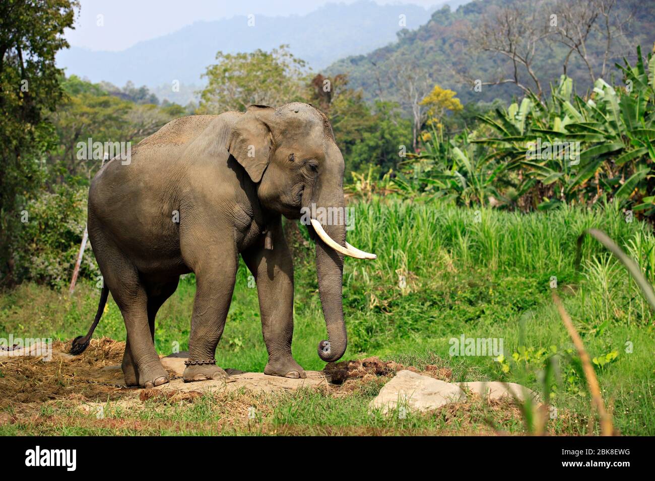 Wild elephant enjoying life at Maesa Elephant Camp's, Chiangmai, Thailand Stock Photo