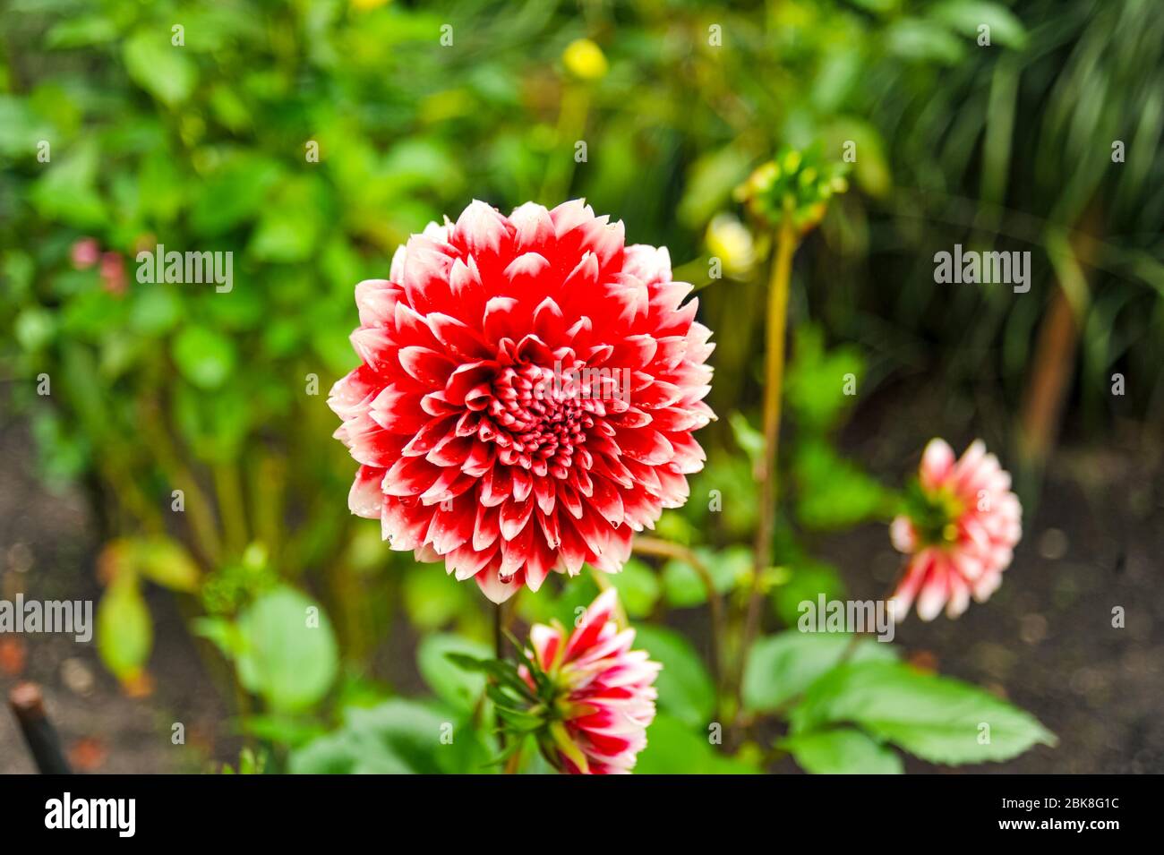 Flower in a garden outside of Salzburg Austria Stock Photo