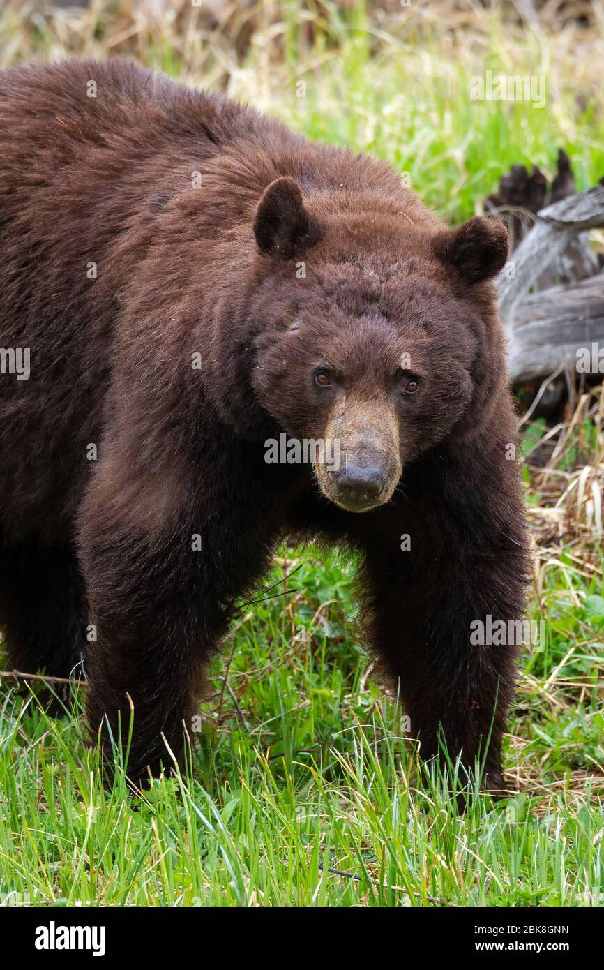 Black bear in Yellowstone National Park Stock Photo