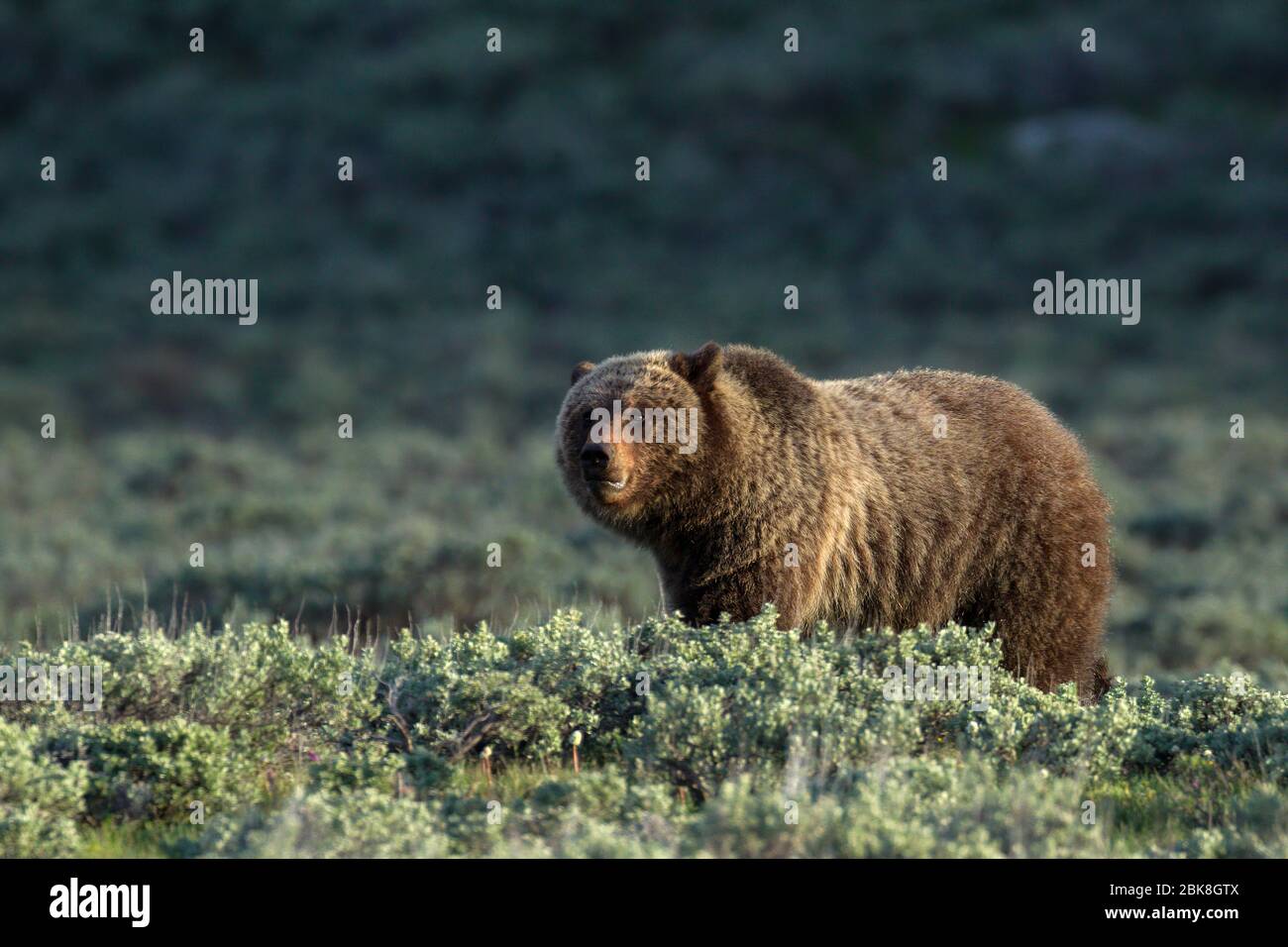Grizzly bear in  Yellowstone National Park, Wyoming Stock Photo