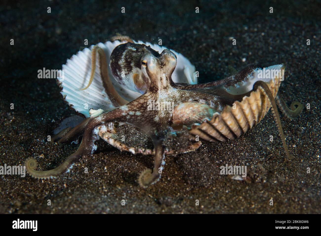 An agile Coconut octopus, Amphioctopus marinatus, carries clam shells over the sandy seafloor to protected itself in Lembeh Strait, Indonesia. Stock Photo