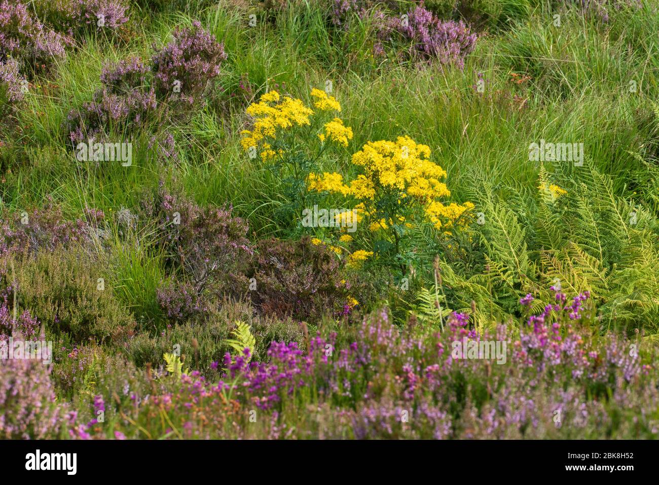 Jacobsgreiskraut, Jacobaea vulgaris, auf einer Wiese mit irischer Heide in Schottland Stock Photo