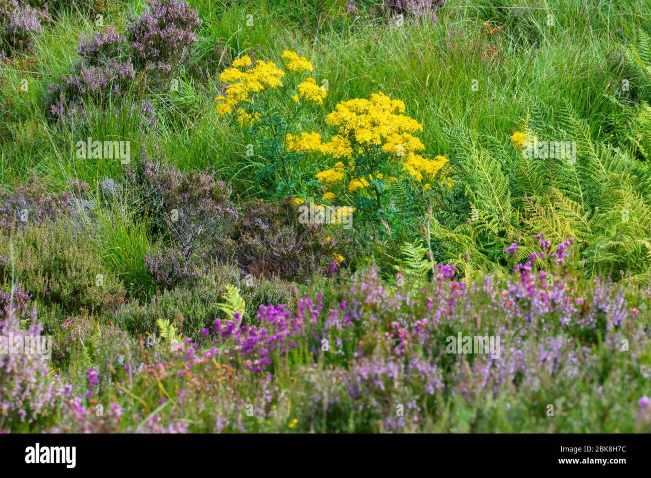 Jacobsgreiskraut, Jacobaea vulgaris, auf einer Wiese mit irischer Heide in Schottland Stock Photo