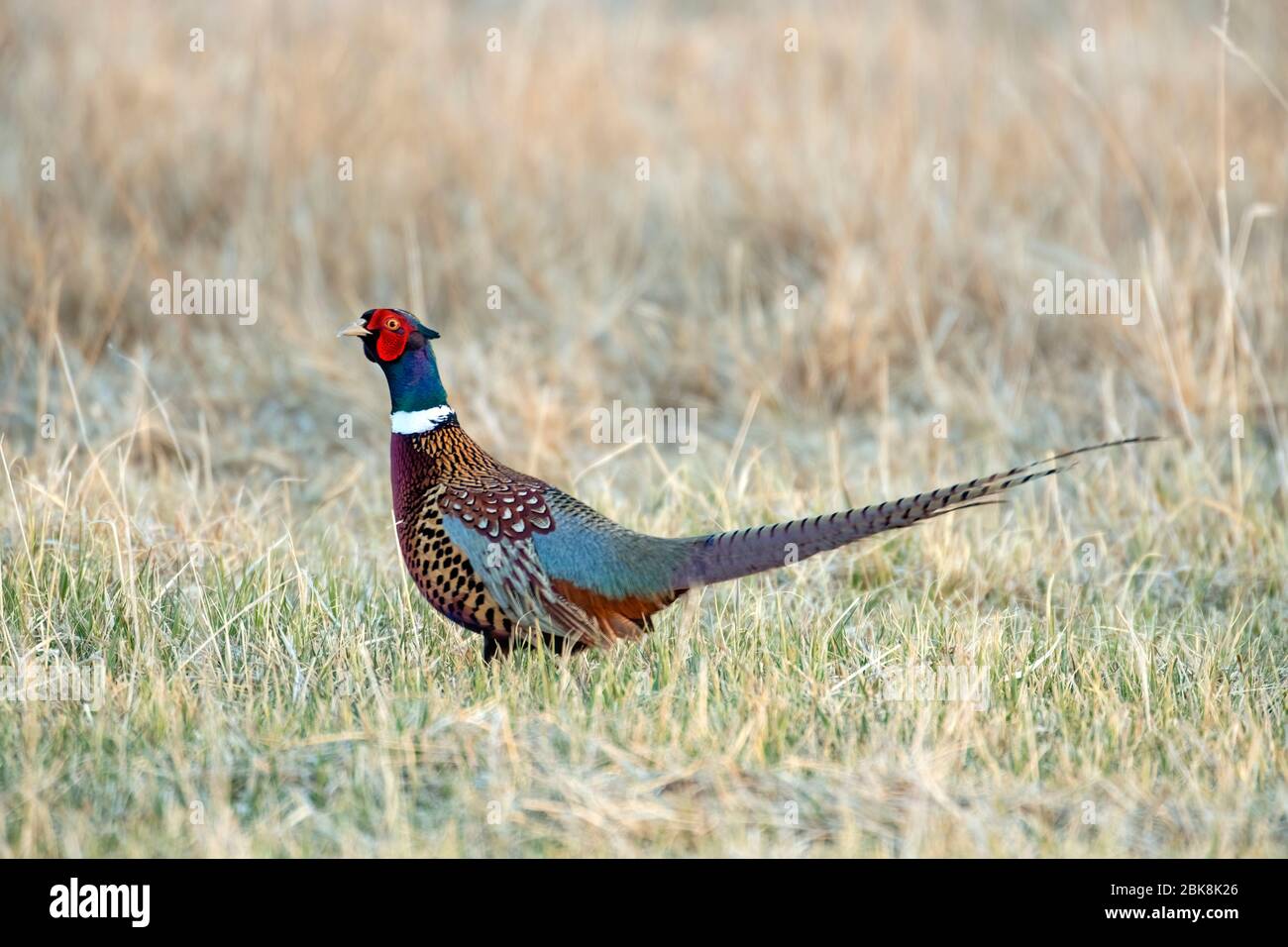 Male ringneck pheasant in Wyoming Stock Photo