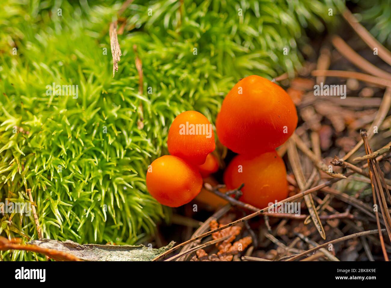 Tiny Orange Mushrooms Amongst the Mosses on Bell Lake in Quetico Provincial Park in Ontario Stock Photo