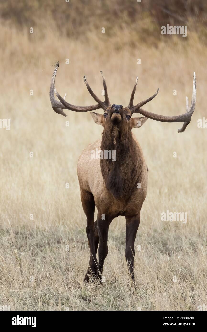 Bugling bull elk during autumn rut Stock Photo