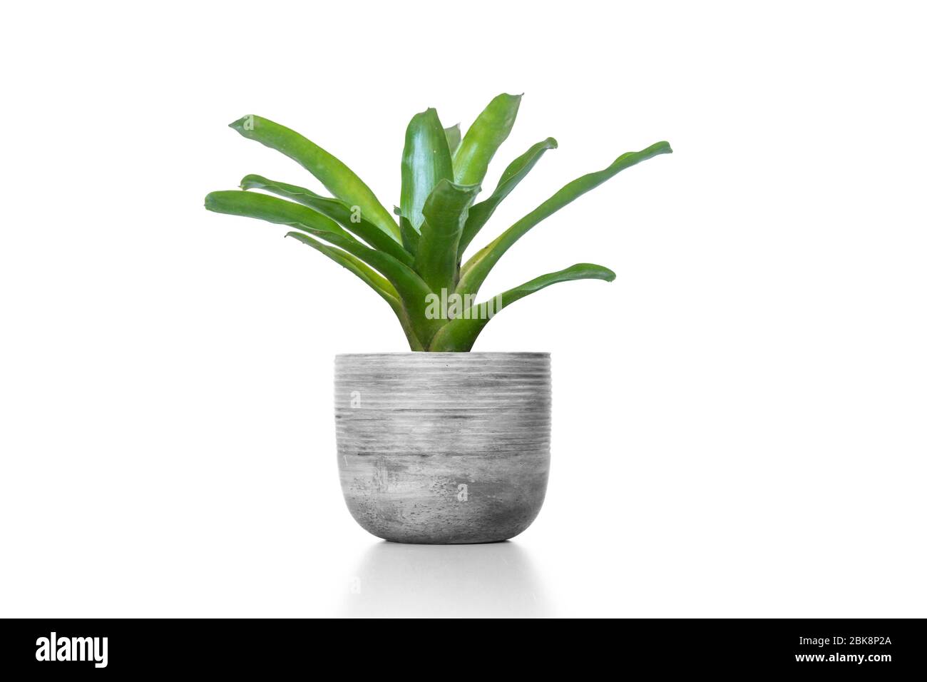 Green Bromeliad in cement vase pot isolated on white background. Stock Photo