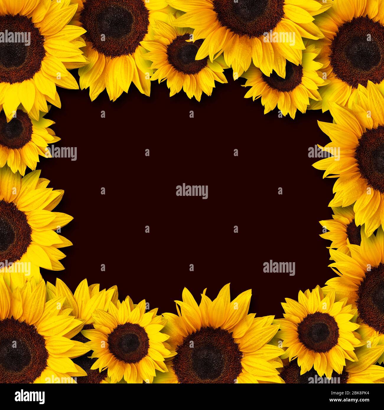 sunflowers frame design with copy space on black background Stock ...