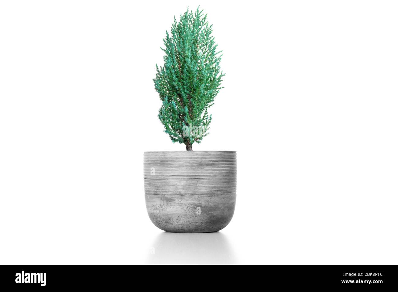 Juniperus Chinensis vase isolated on white background. Stock Photo