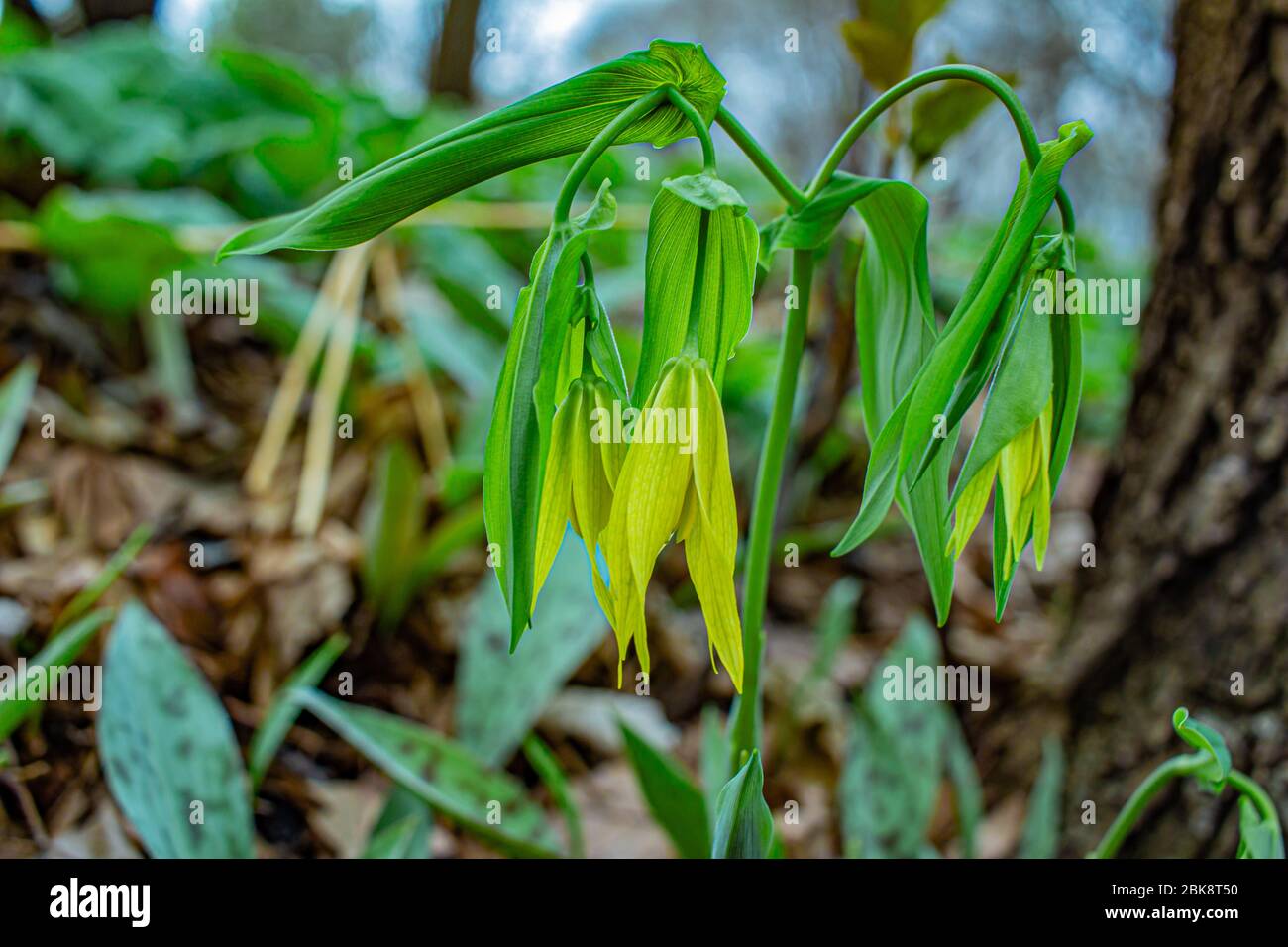 Close up view of fragile large-flowered yellow bellwort wildflowers with delicate twisted petals, growing in a woodland ravine Stock Photo