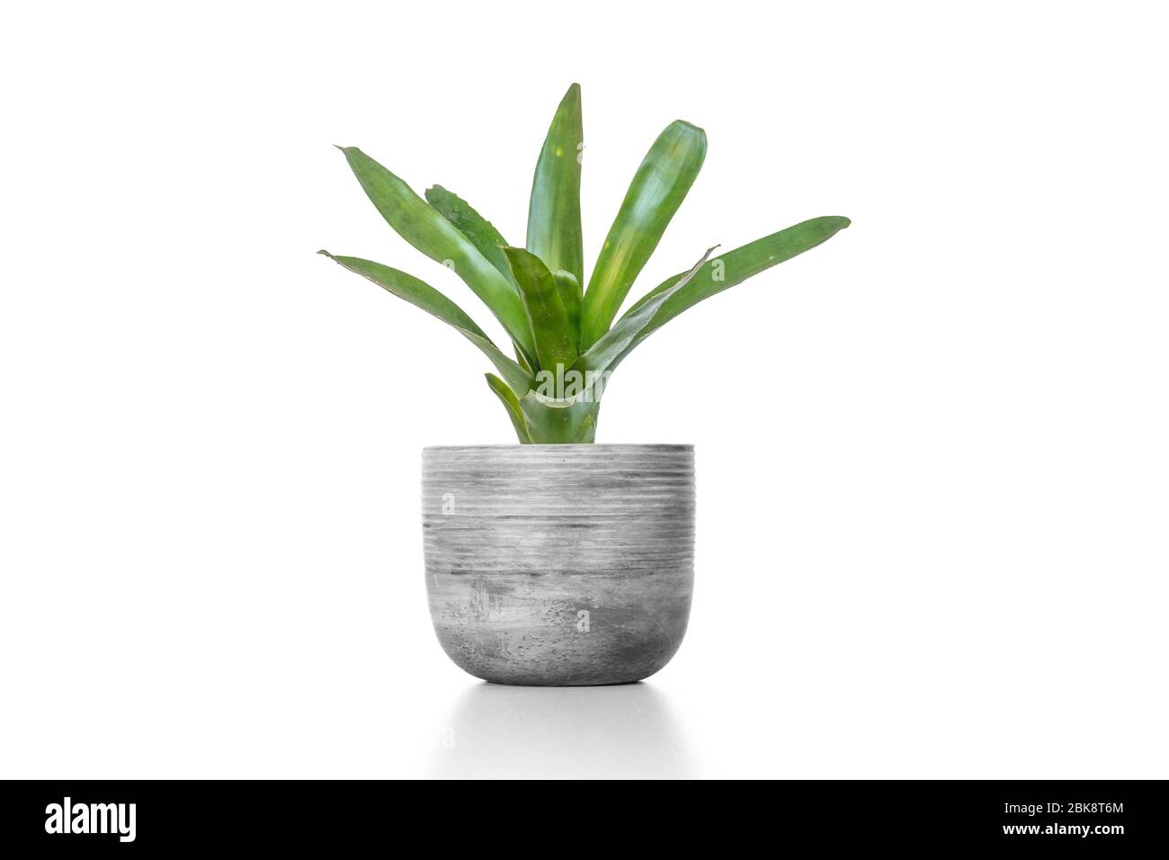 Green Bromeliad in cement vase pot isolated on white background. Stock Photo