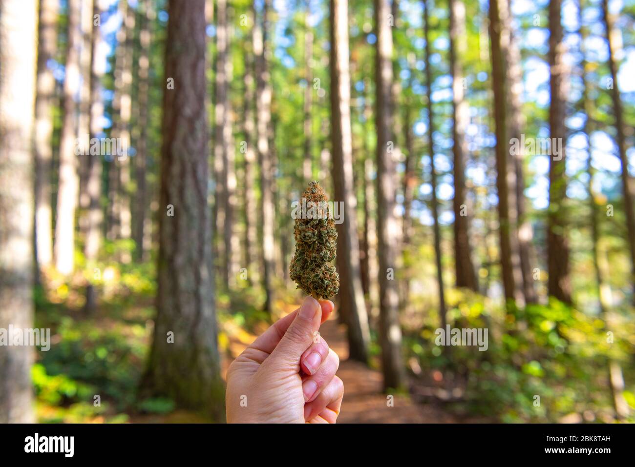 Hand holding dried cannabis flower against forest trail background
