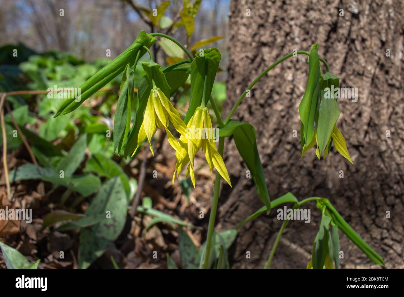 Close up view of fragile large-flowered yellow bellwort wildflowers with delicate twisted petals, growing in a woodland ravine Stock Photo