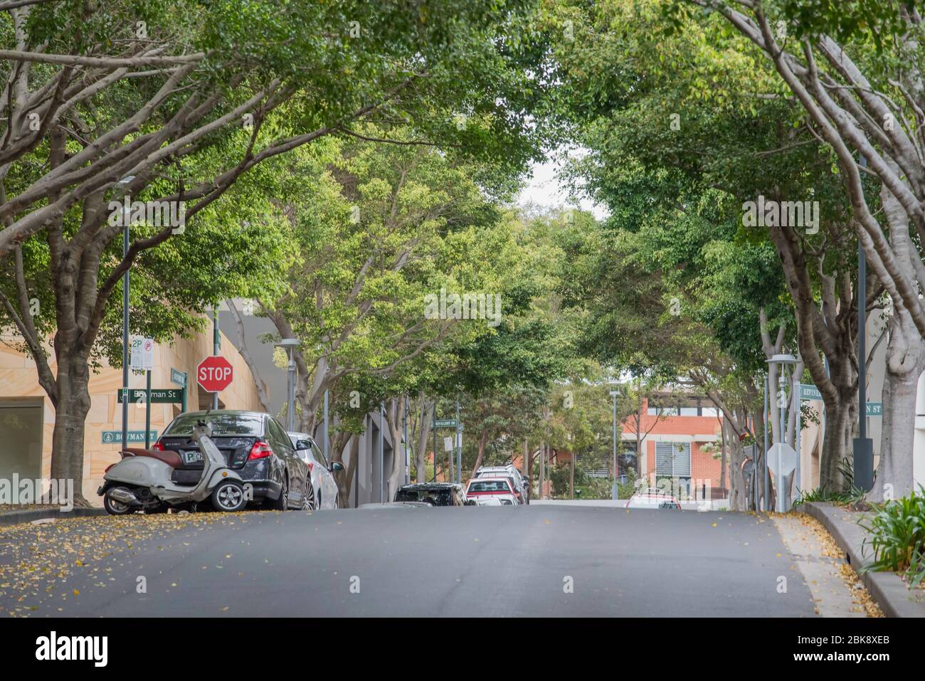A back street lined with London Plane Trees (Platanus x acerifolia) in the inner city suburb of Pyrmont in Sydney, Australia Stock Photo