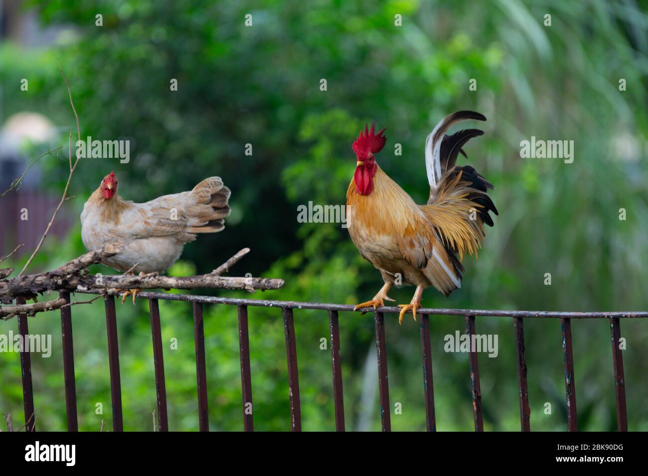 A couple of bantam chickens perches on a fence. Stock Photo