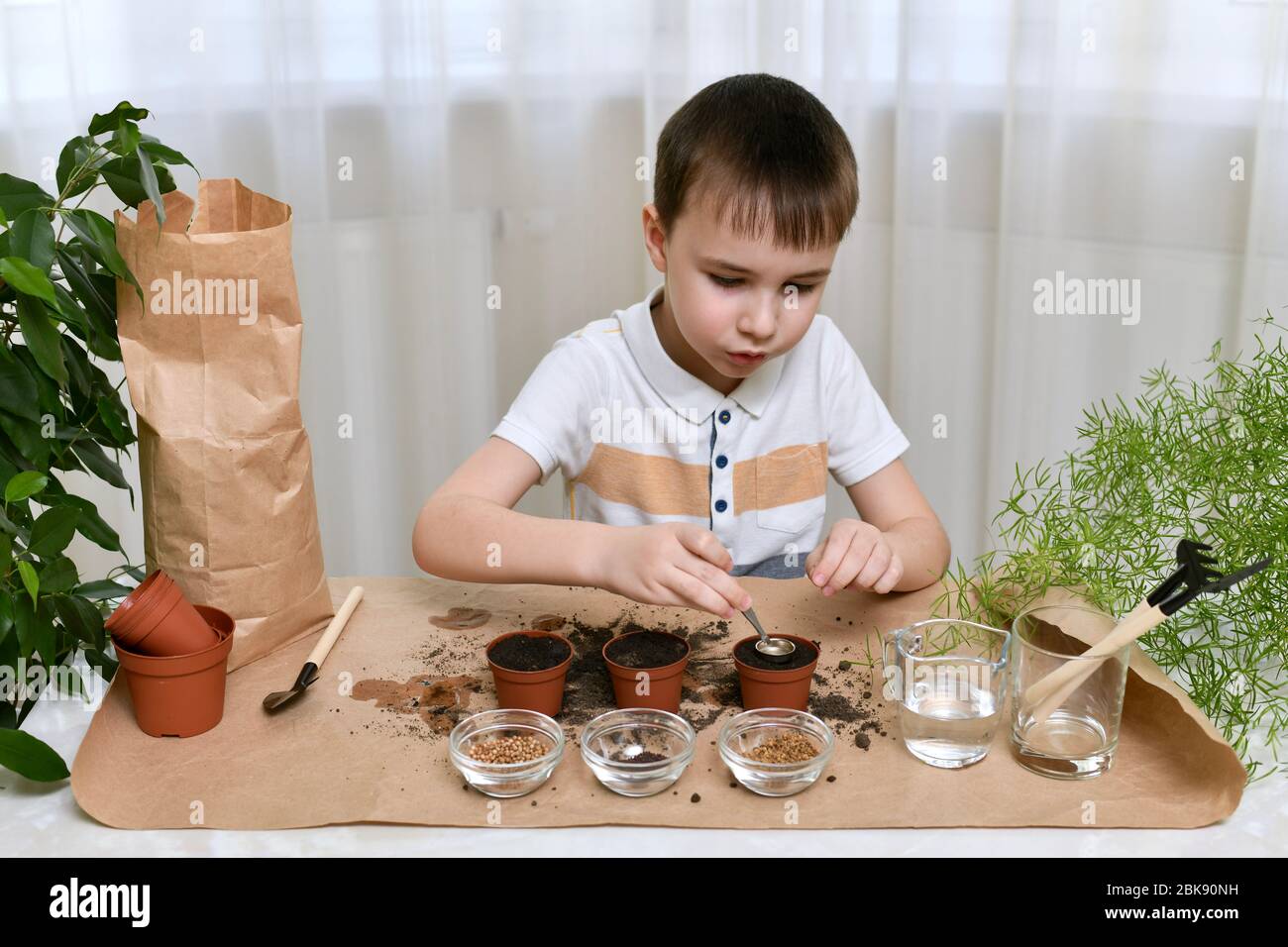 Planting micro greens seeds in pots. The emotional boy focused over laying seeds in pots with tweezers through funnel. Stock Photo