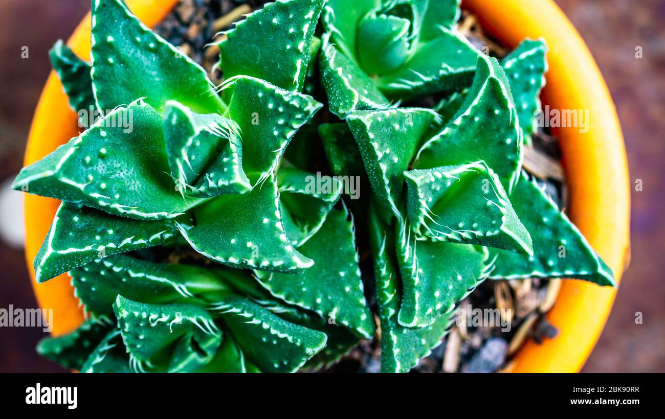 Closeup of Faucaria Tigrina. Beautiful succulent plant Stock Photo