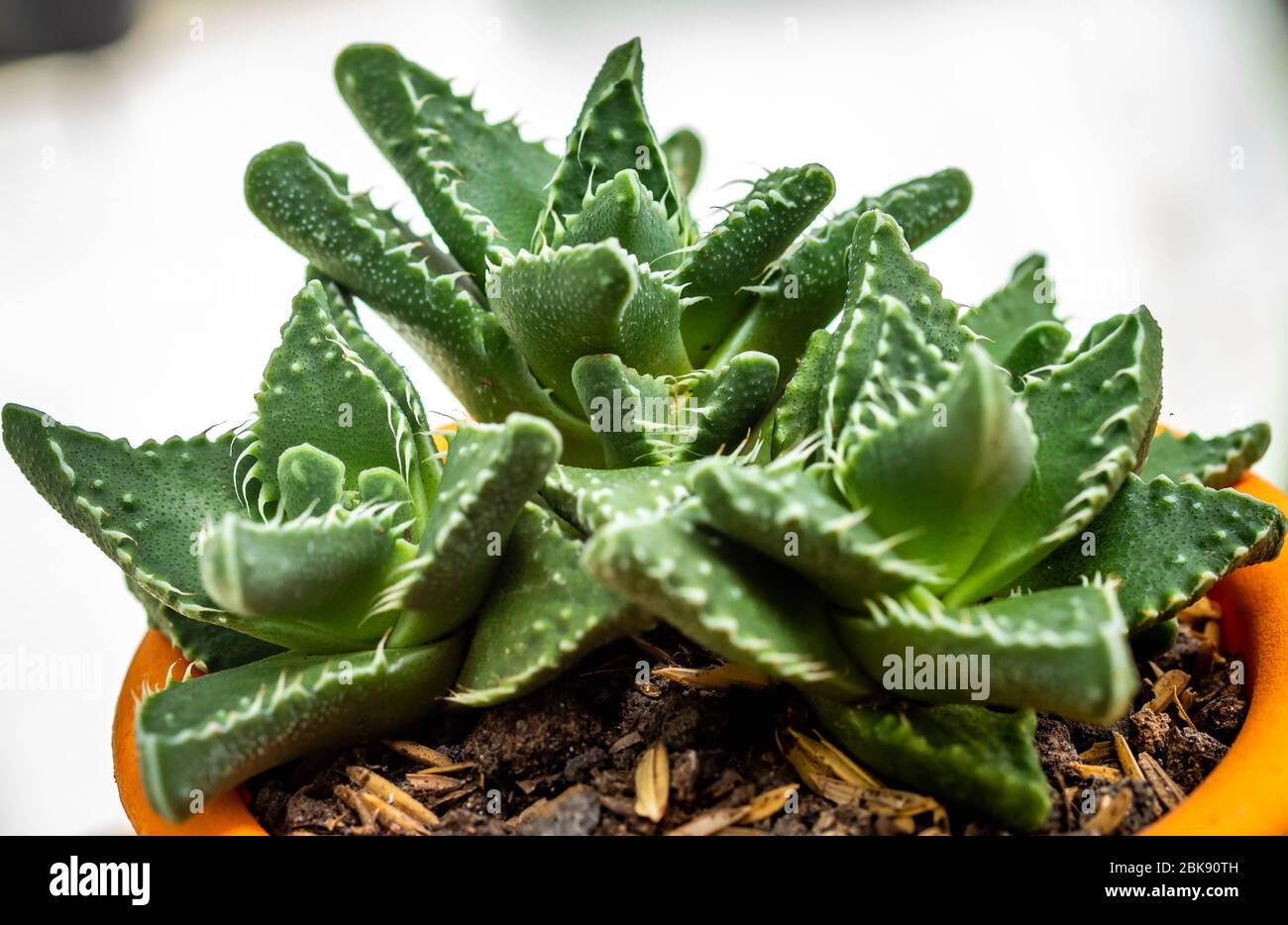 Closeup of Faucaria Tigrina. Beautiful succulent plant Stock Photo