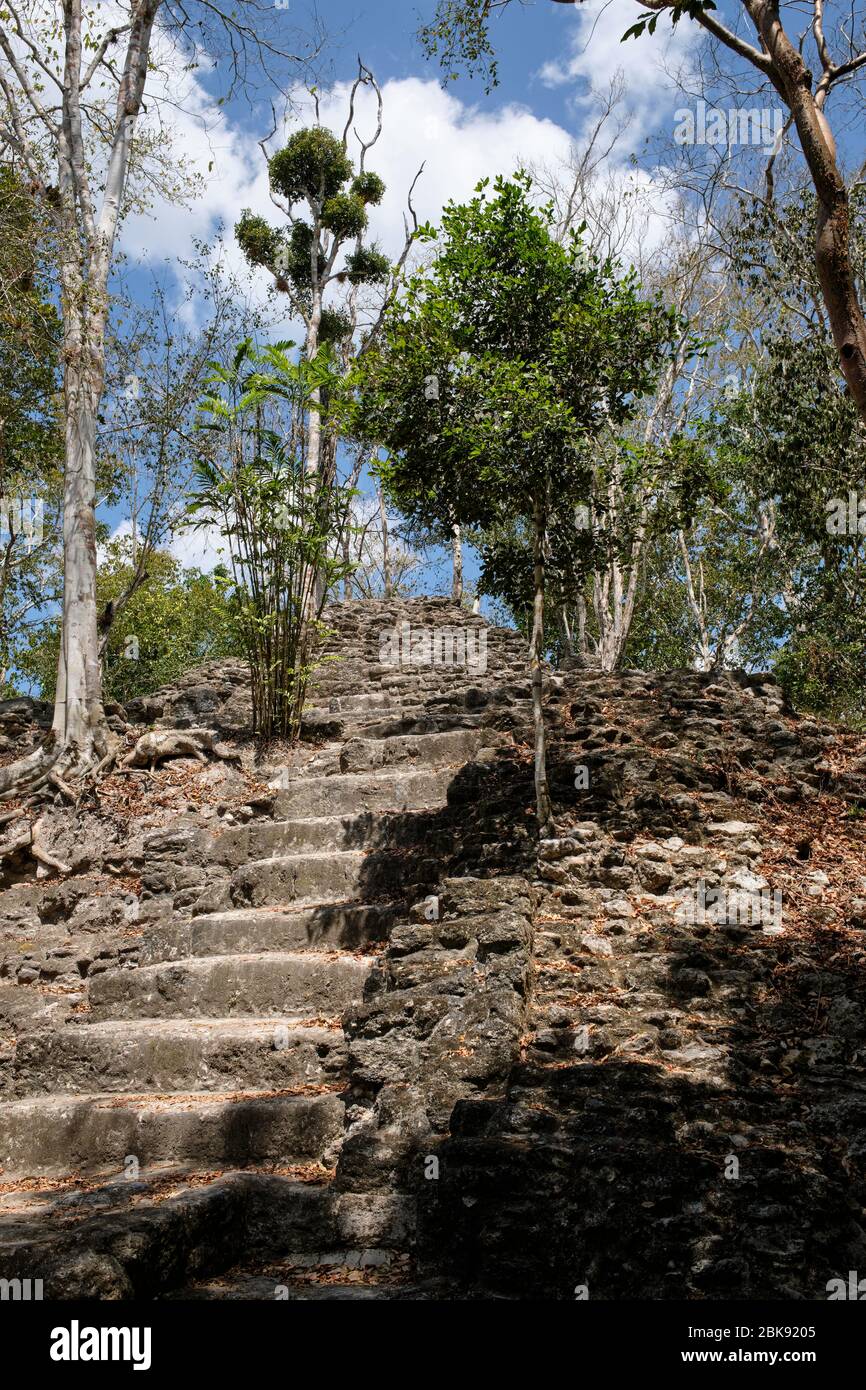 Mayan pyramids still not completely excavated covered by the vegetation of the jungle at the archaeological site of El Mirador. Stock Photo