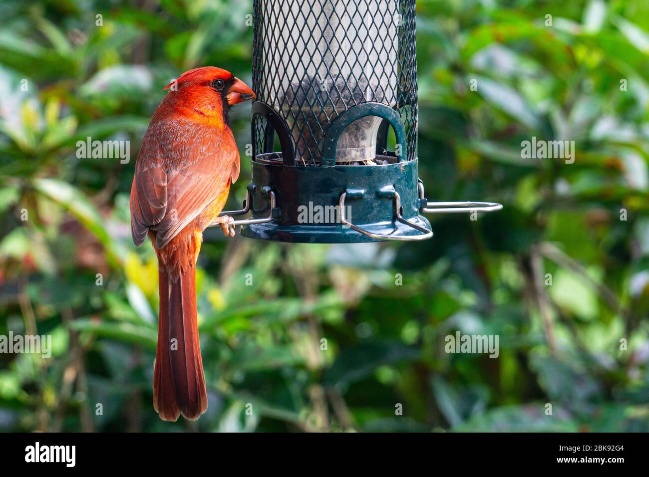 Bright Red Male Northern Cardinal (Cardinalis cardinalis) sitting on a backyard bird feeder Stock Photo