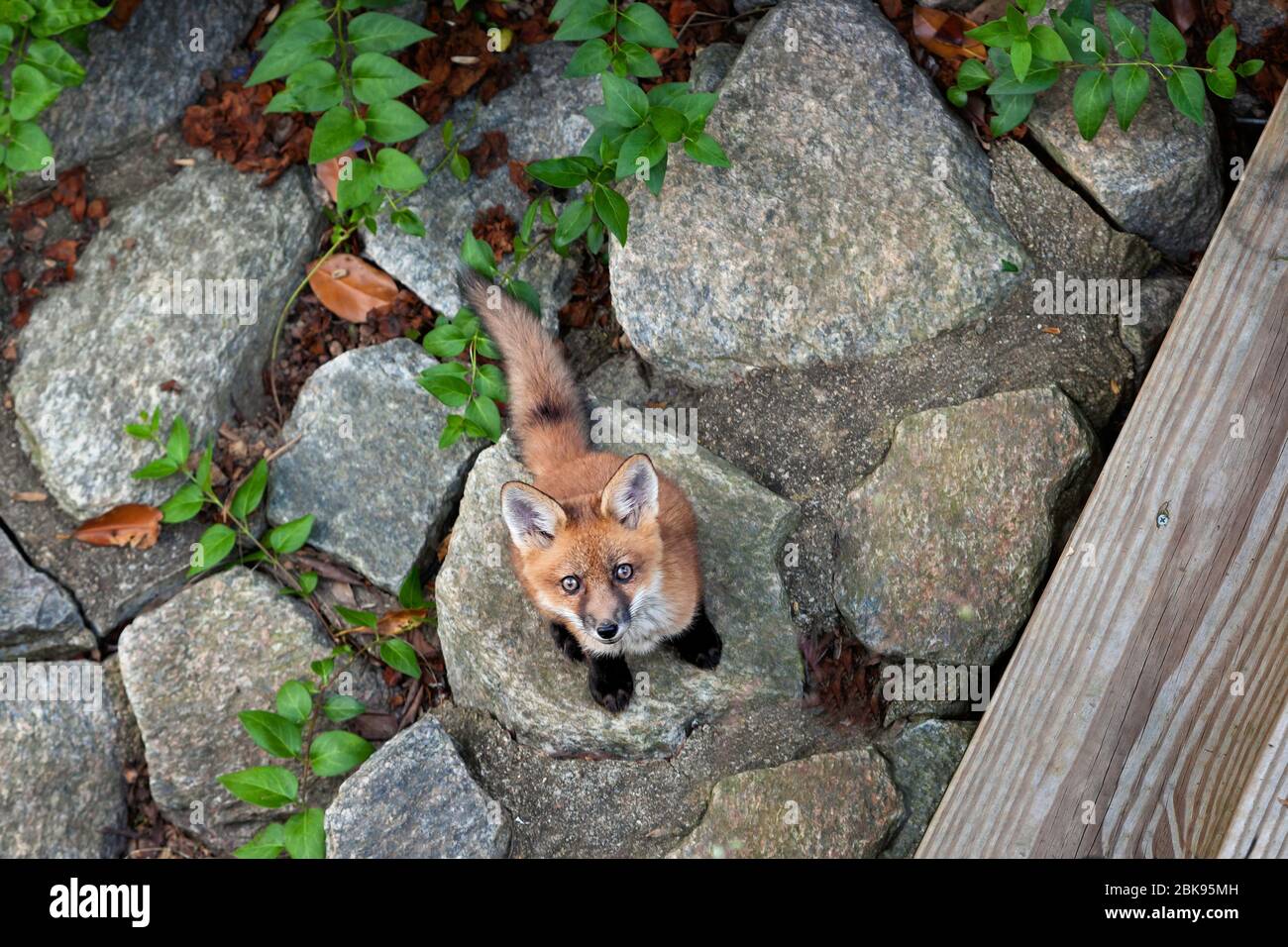 Curious red fox (Vulpes vulpes) kit looking at the camera while playing with its siblings, Virginia, United States, North America, color Stock Photo