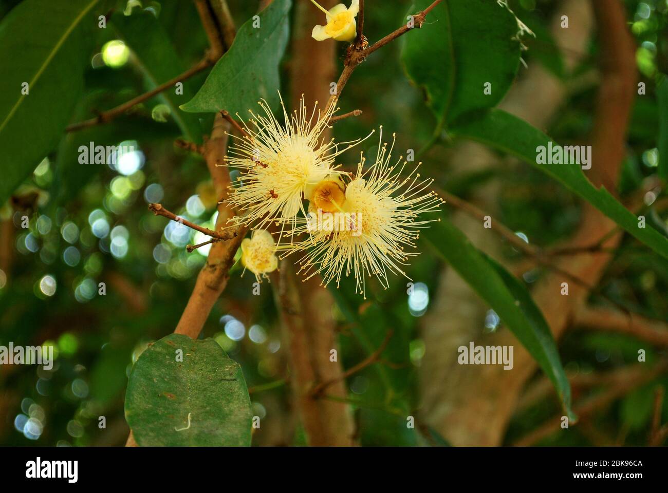 Care for fertilizer. The rose apple is blooming Stock Photo Alamy