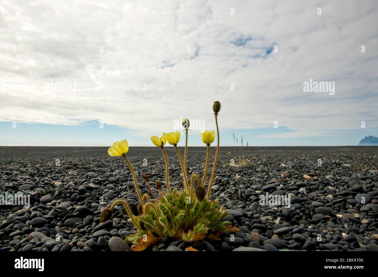 arctic yellow flowers close up Stock Photo