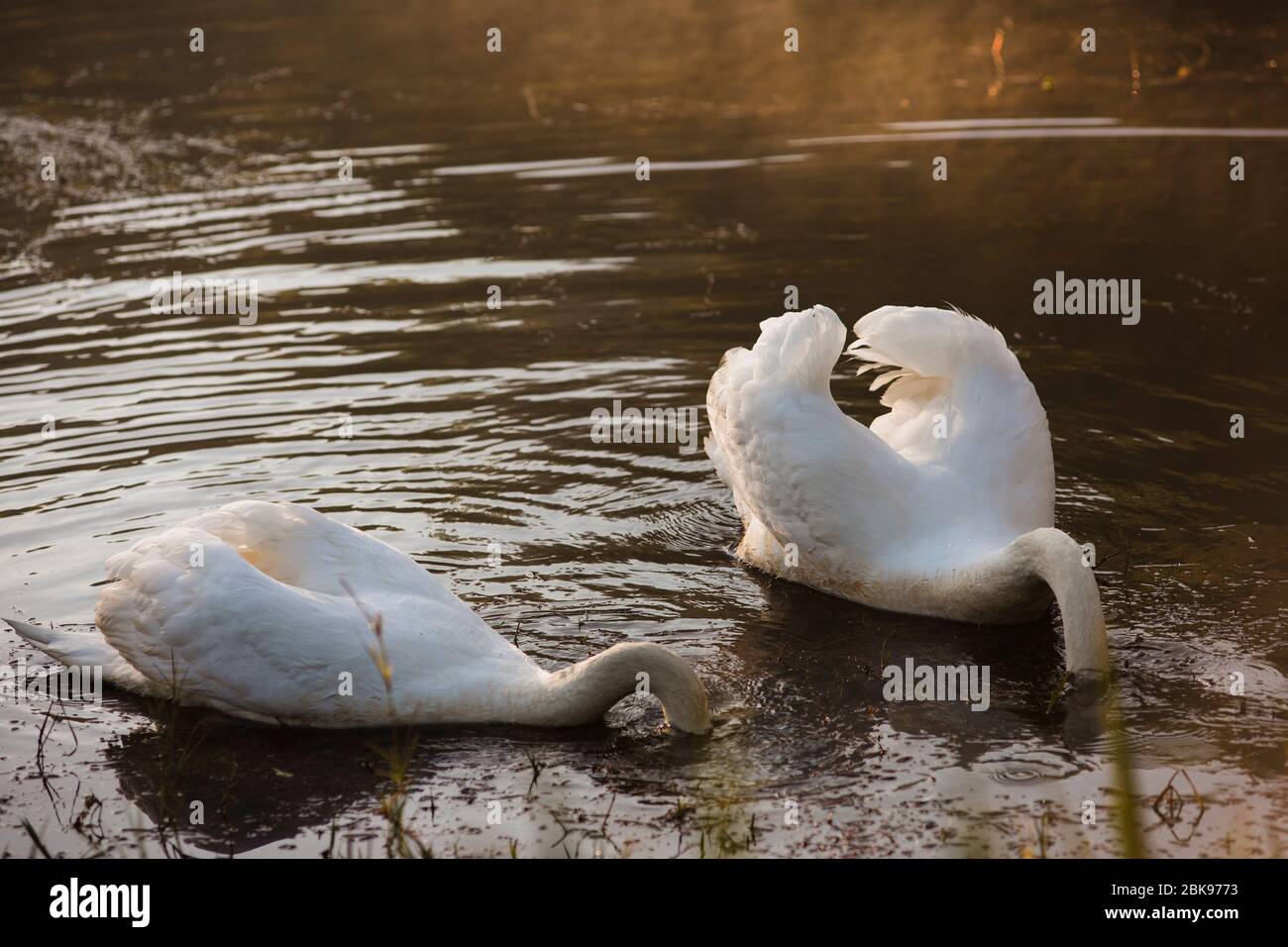 Two white swan swimming and diving its head in the water on the lake. Stock Photo