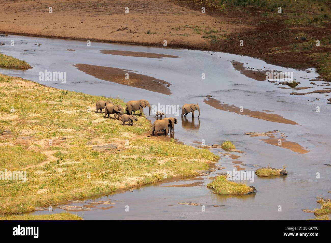 Small herd of African elephants crossing the olifants river, Kruger National Park, South Africa Stock Photo