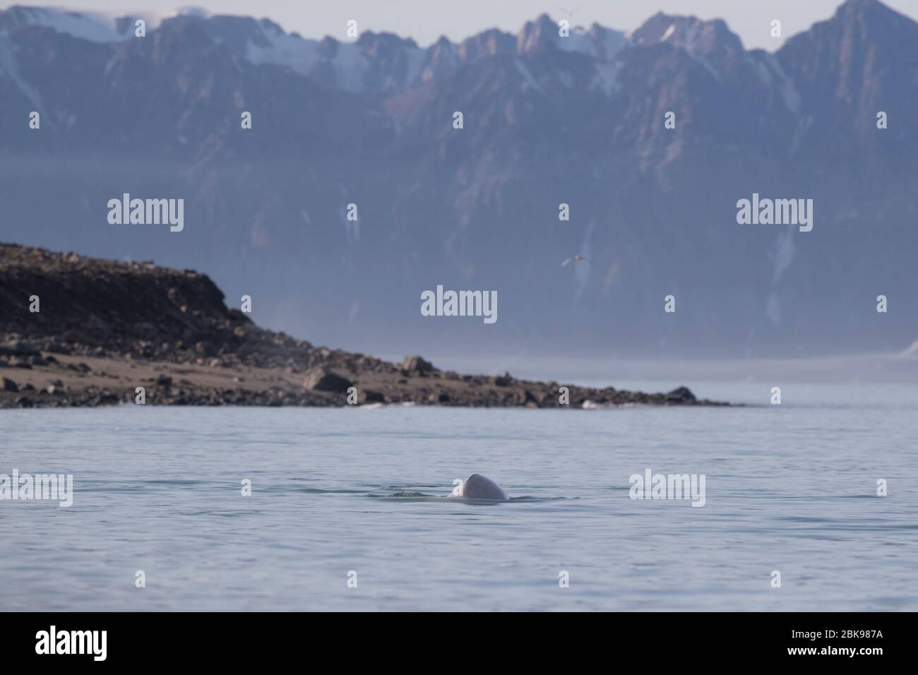 Beluga whale and mountains Stock Photo