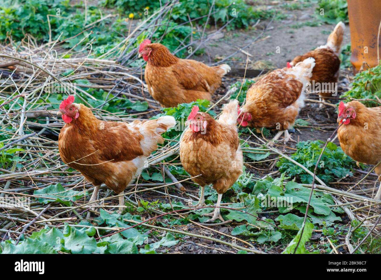 Close up domestic chickens hi-res stock photography and images - Alamy