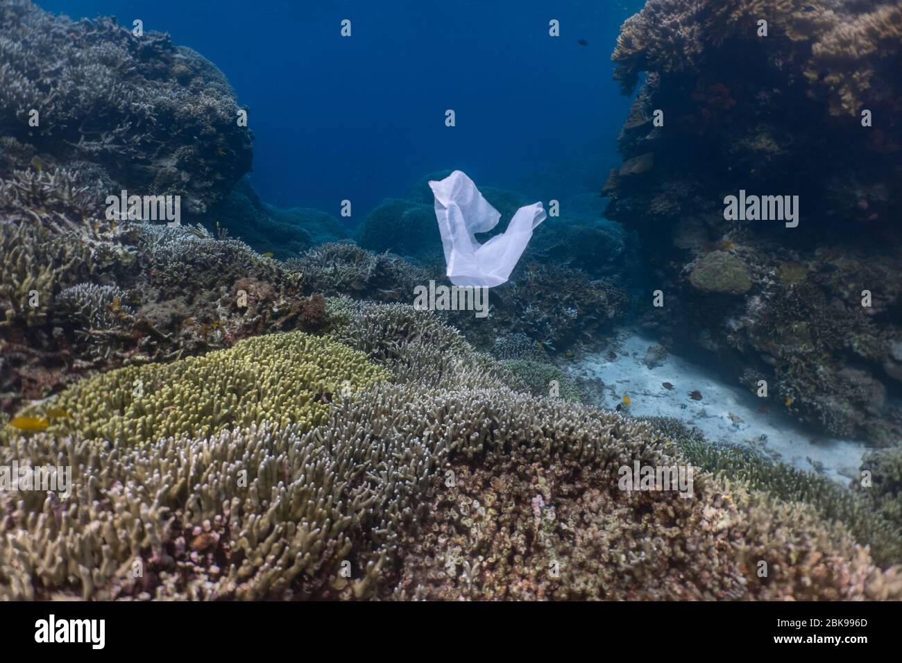 Plastic in the corals Stock Photo